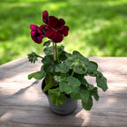 Pelargonium peltatum ‘Royal Night’ - muscate curgatoare cu flori duble