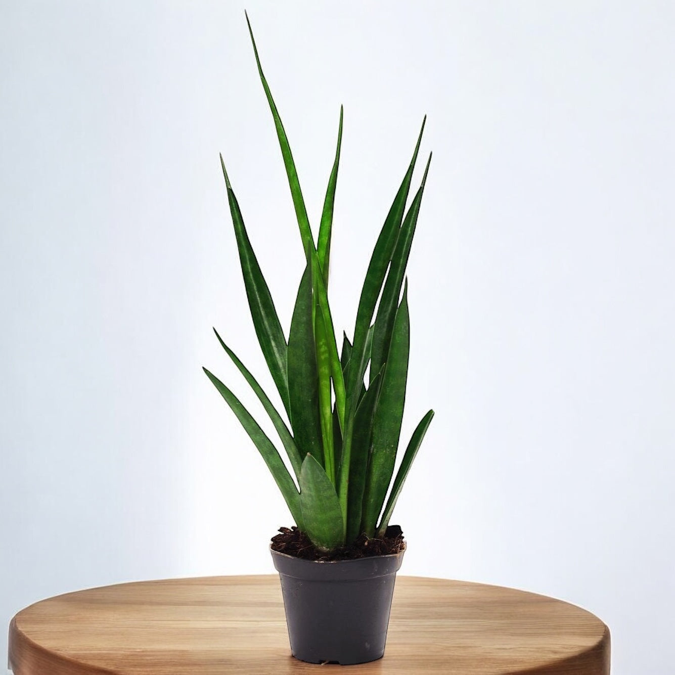 Sansevieria kirkii ‘Friends’- planta de interior rezistenta