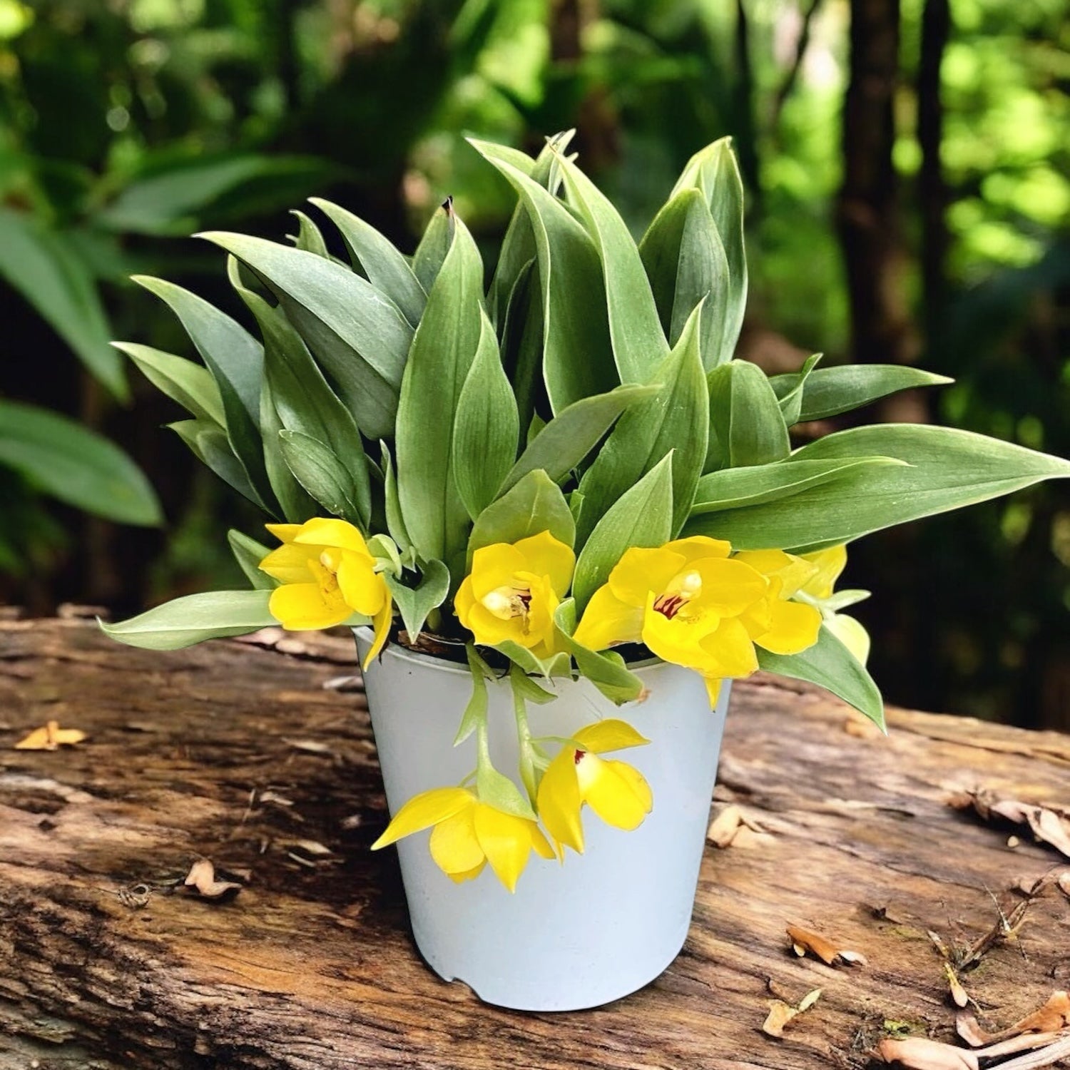 Promenaea xanthina - duftende Blumen