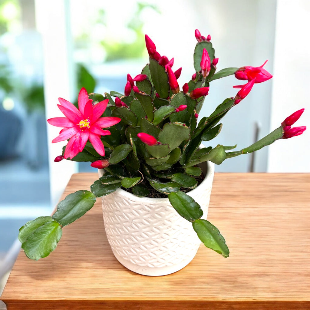 Rhipsalidopsis Cherokee Spirit (floarea pastelui) 2 plante/ghiveci