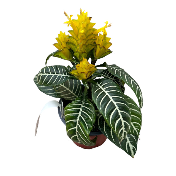 Aphelandra squarrosa 'Dania' (Zebra Plant)