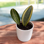 Sansevieria Masoniana Variegata (Variegated Whale Fin)