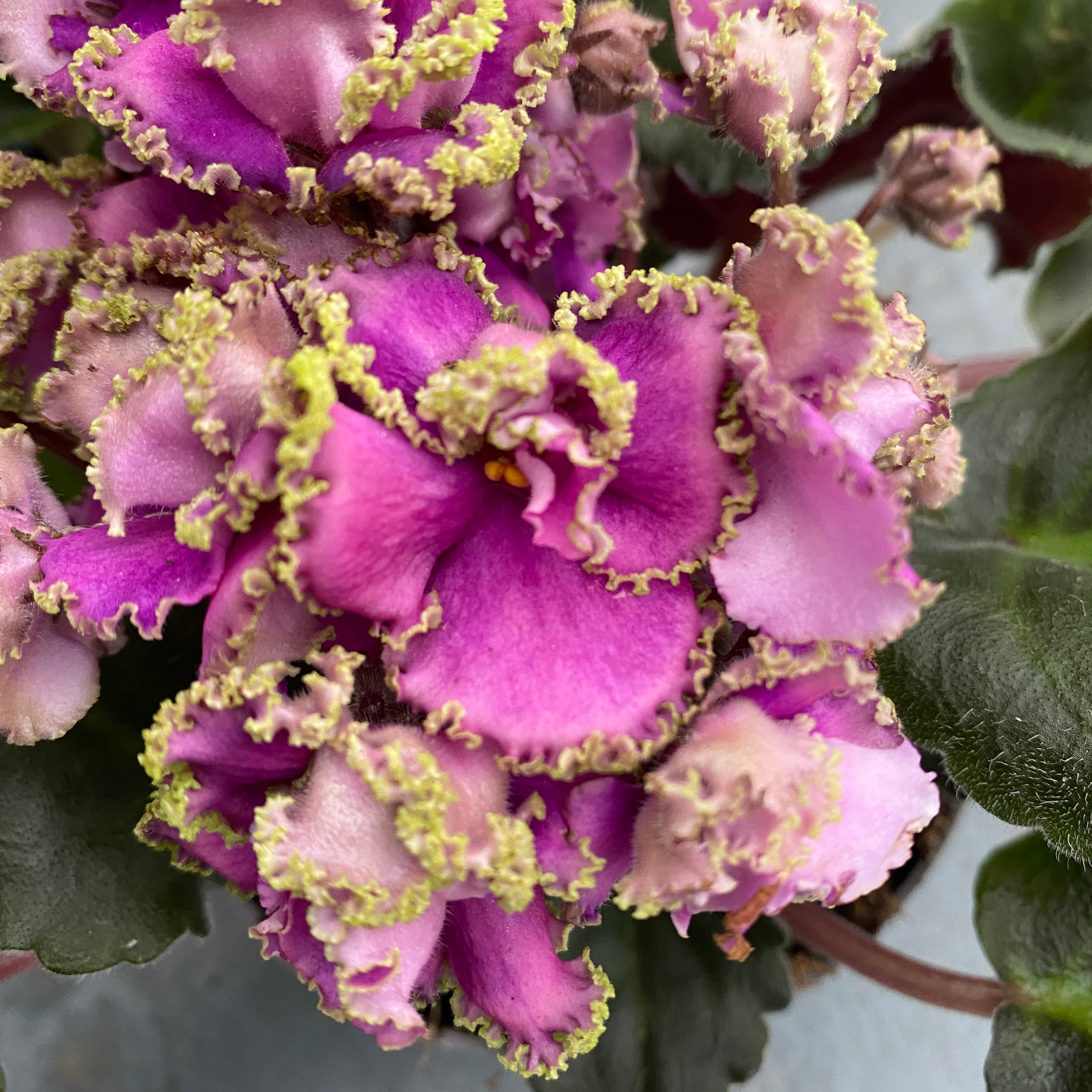 Saintpaulia LE-Sestra Korolevy (Queen’s sister)