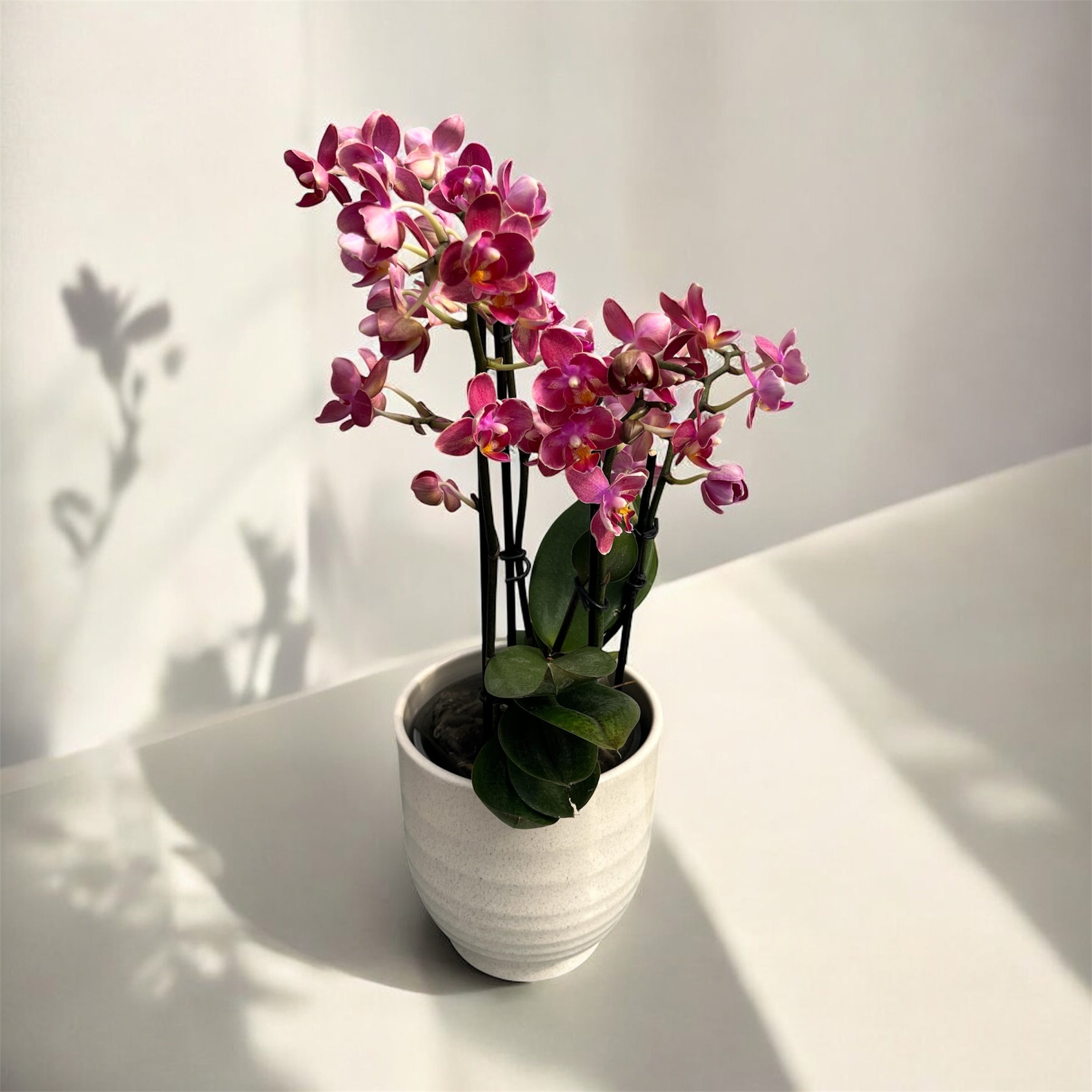 Phalaenopsis Secret Fragrance (Aromio Floral) - flori pelorice si parfumate