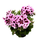 Pelargonium grandiflorum Patricia (muscate englezesti)