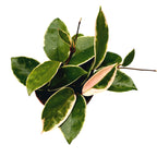 Hoya carnosa 'Krimson Queen' D9 - 2-3 Pflanzen/Topf