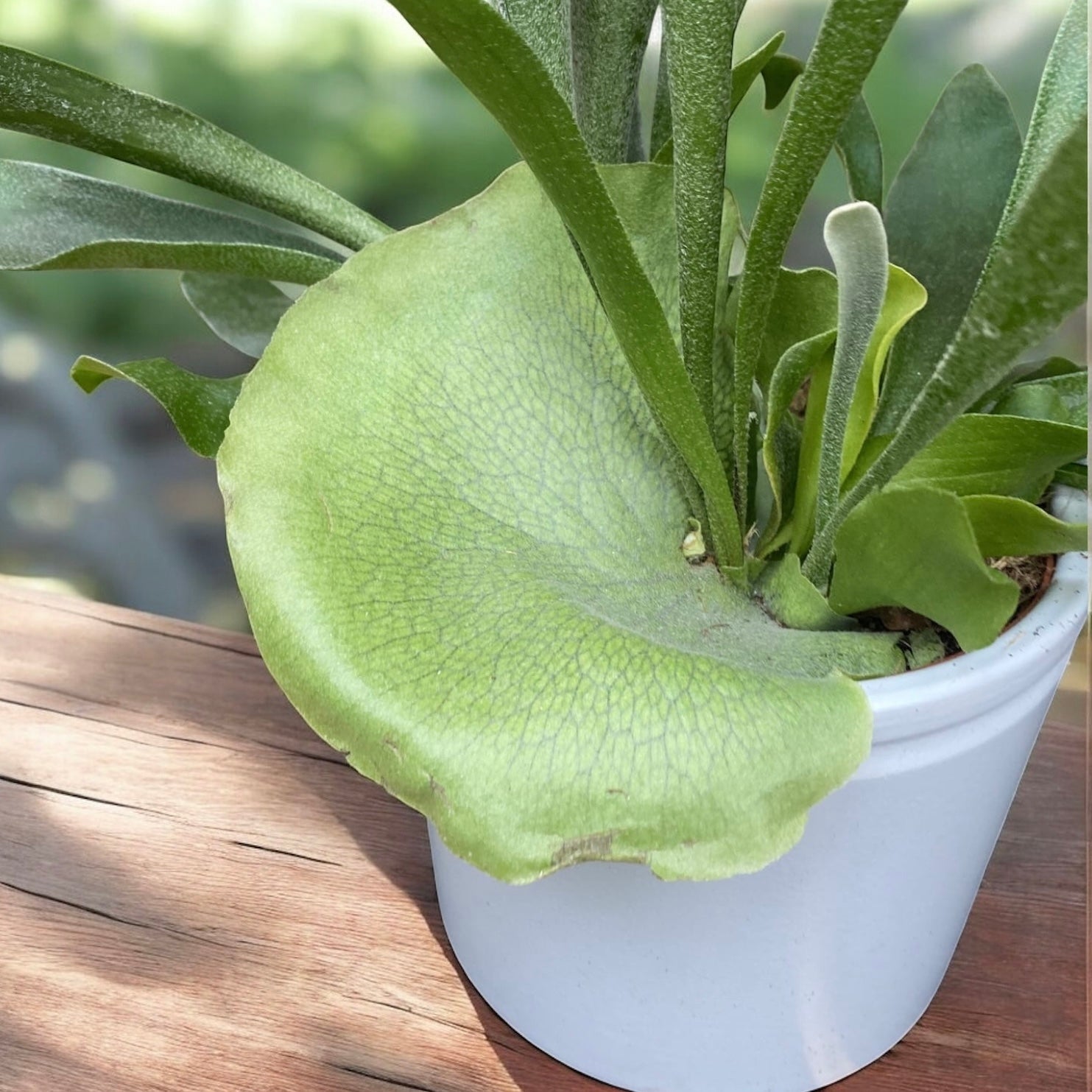 Platycerium bifurcatum - kapradina „jelení parohy“, exotická a působivá