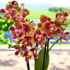 Phalaenopsis Rising Sun - illatos pelóriavirágok