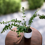 Hoya cummingiana (flori aurii, parfumate) - D12, exemplare dezvoltate!