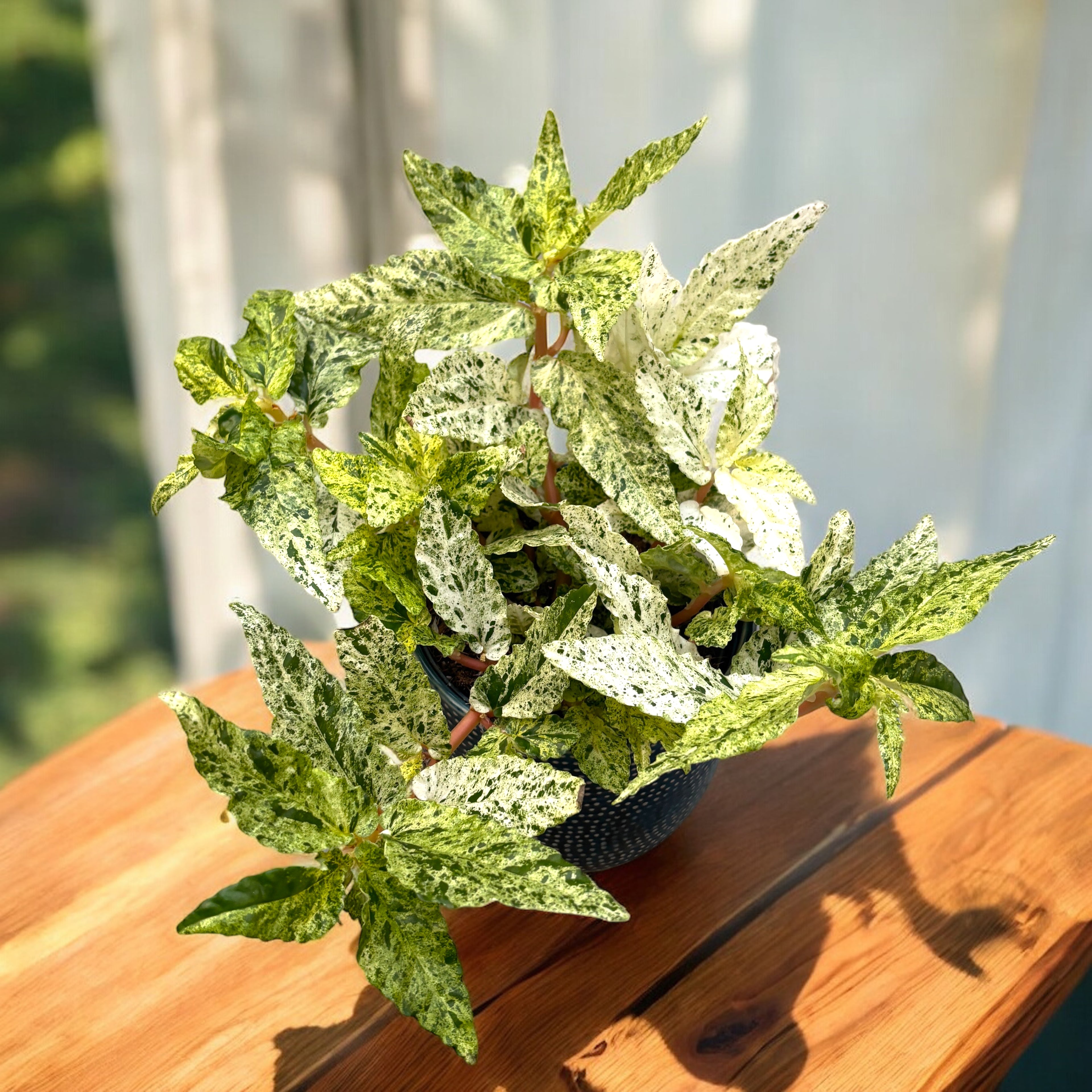 Pellionia repens 'Variegata' - planta exotica cu frunzis spectaculos