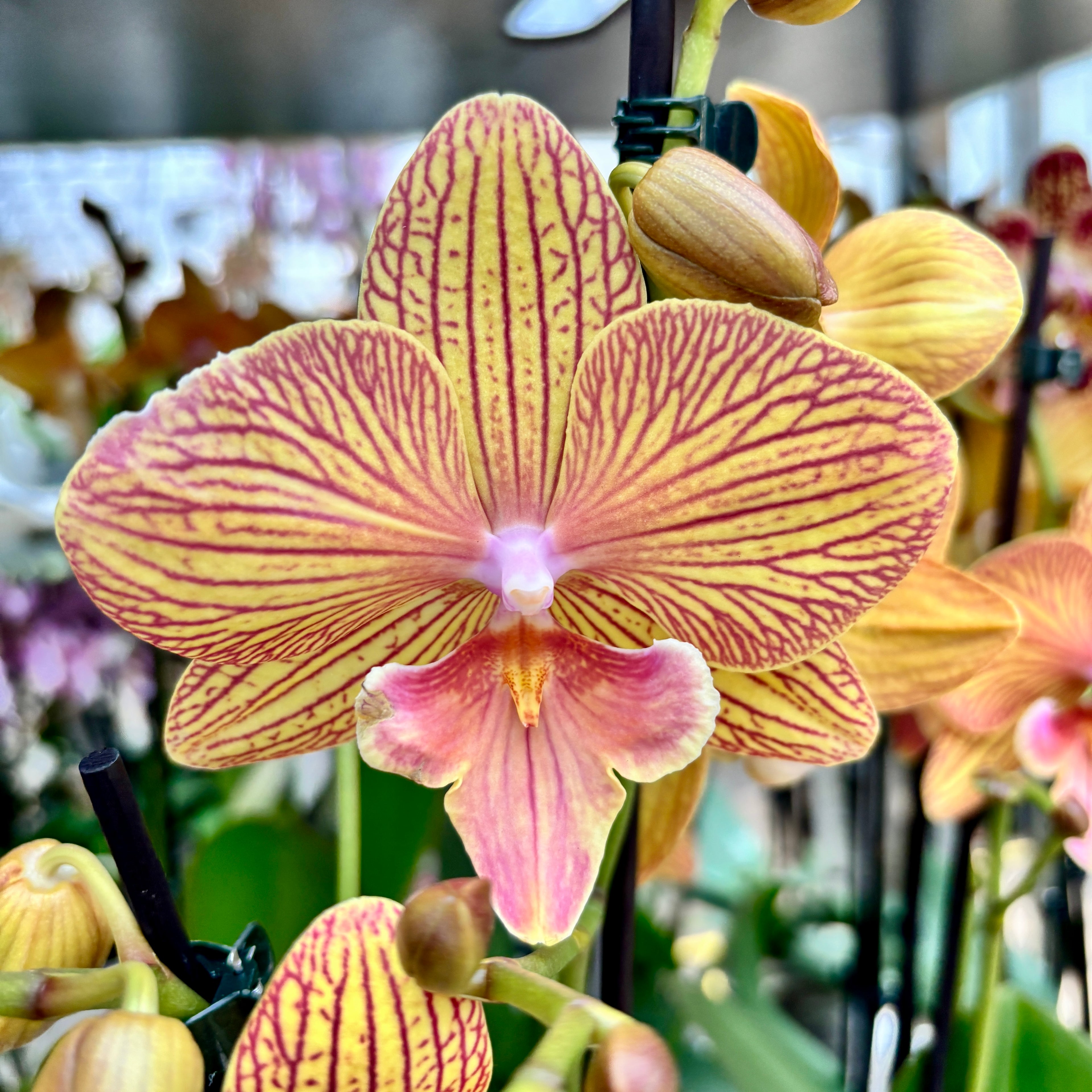 Phalaenopsis GC Reyoung Sisha (Big Lip)