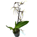 Bratonia Toscana * fragrant