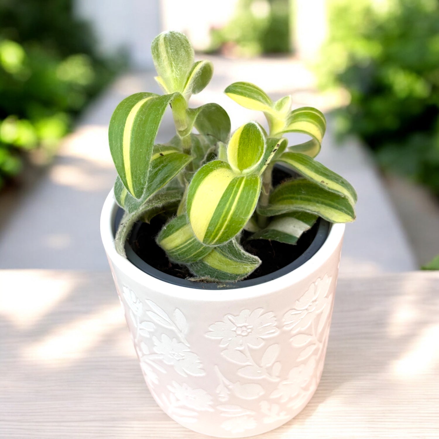 Tradescantia Sillamontana Variegata D9