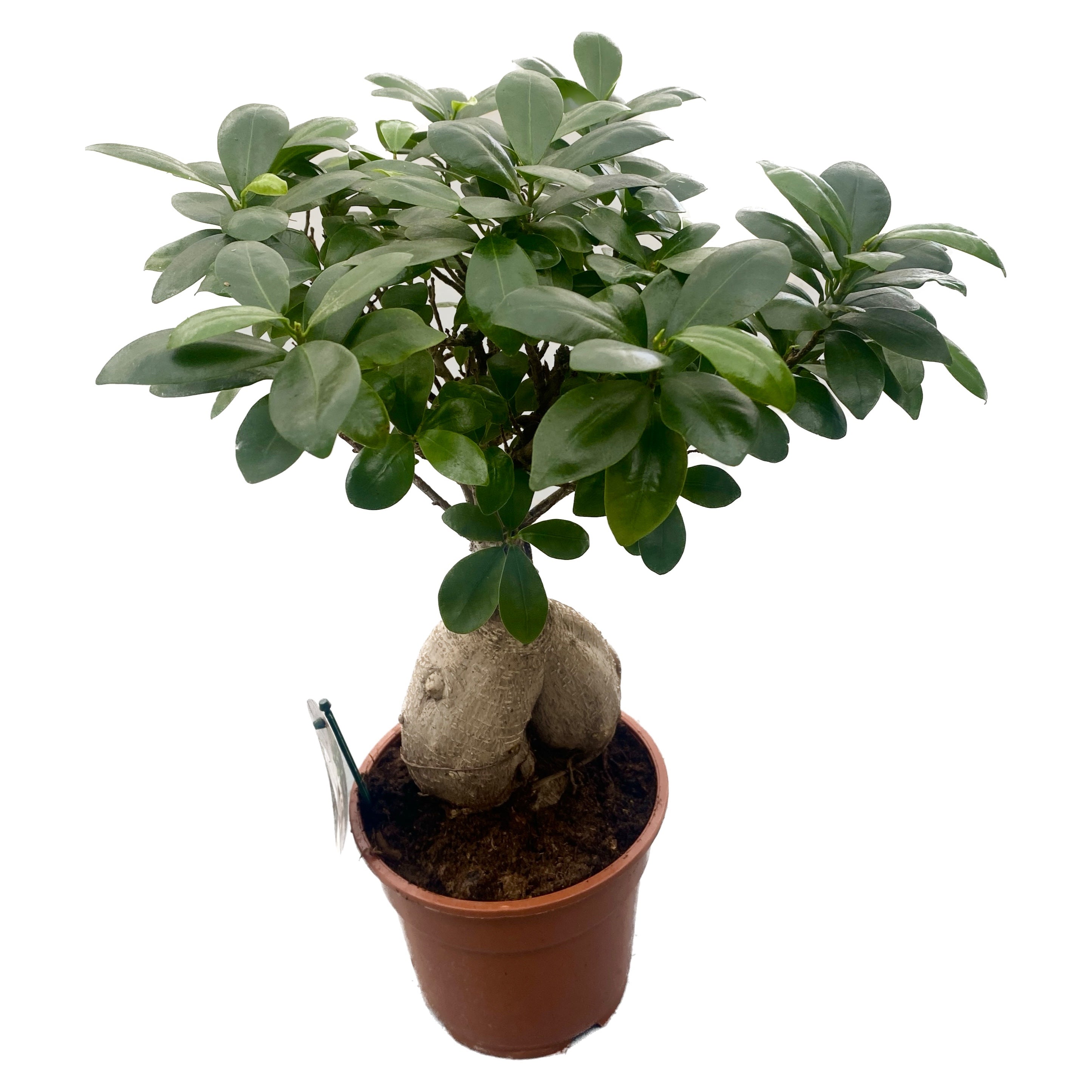 Ficus Ginseng bonsai H45 cm