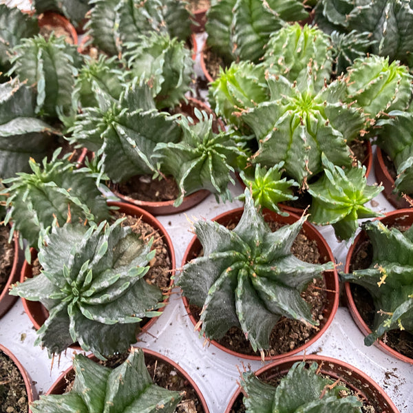 Euphorbia horrida v. striata alba