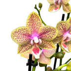 Phalaenopsis Younghome Lucky Star (Cousteau) voňavá