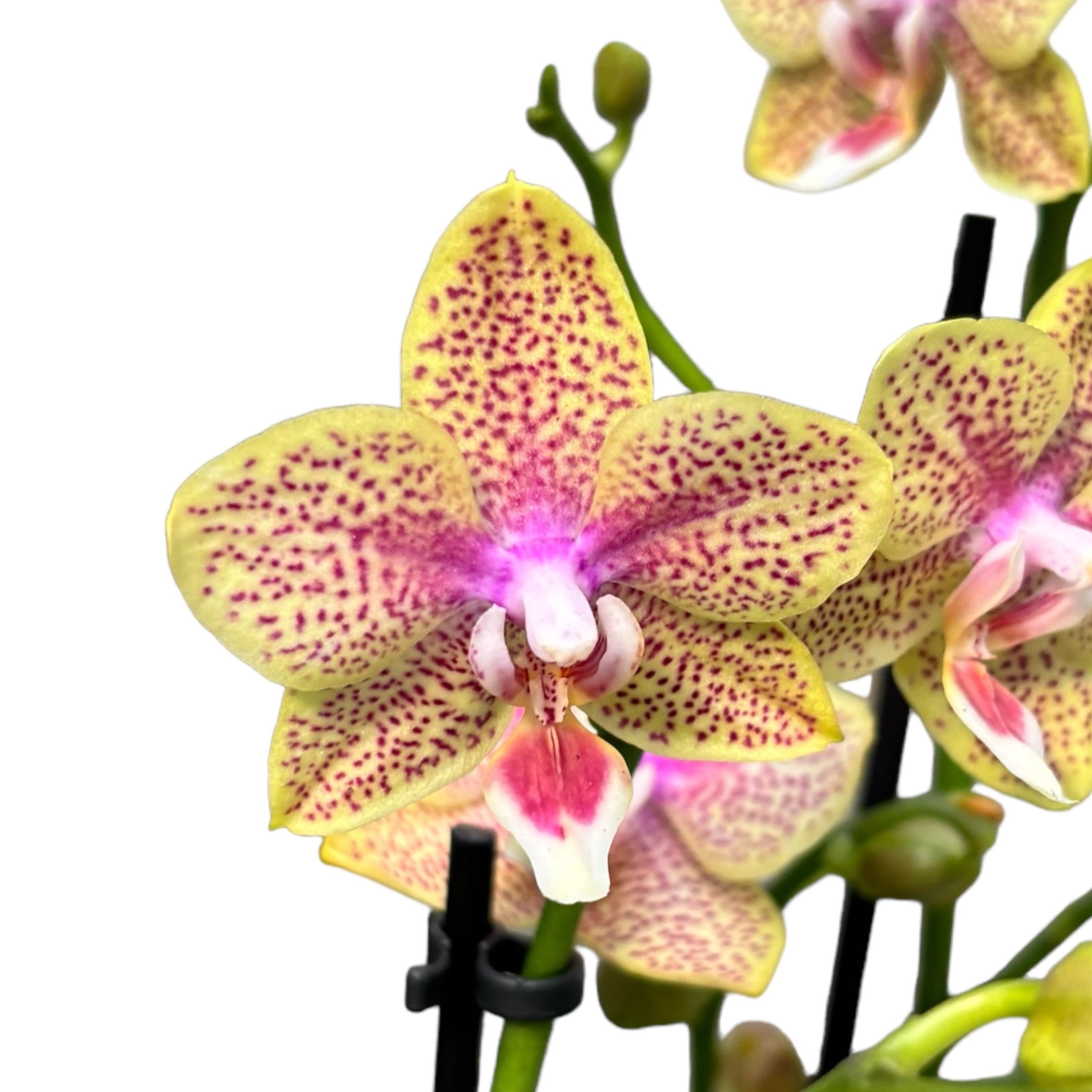 Phalaenopsis Younghome Lucky Star (Cousteau) parfumata