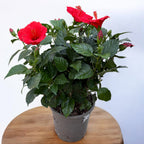 Hibiskus rosa-sinensis ‘Sunny Bordeaux’ - primjerci XL