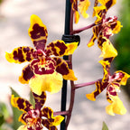 Colmanara Wildcat Gele Vlinder