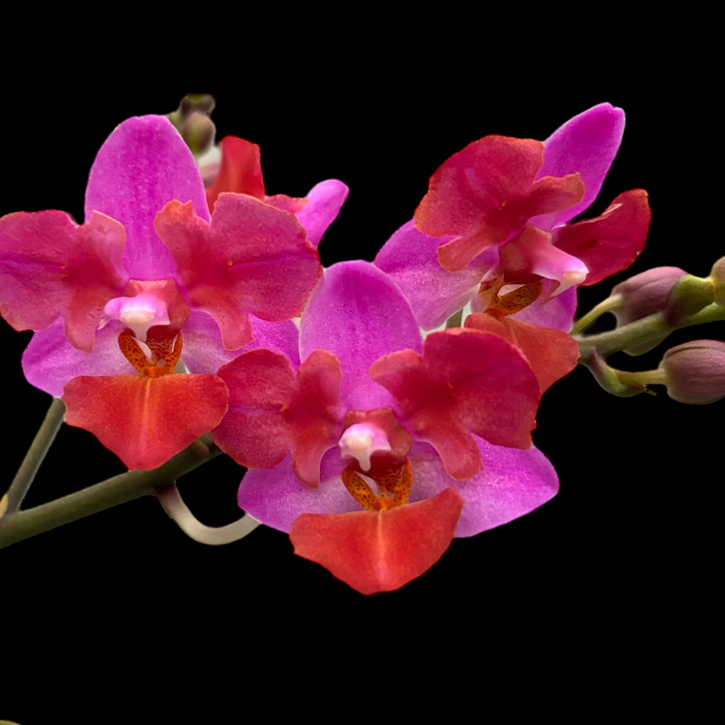 Phalaenopsis Liu's Triprince 'Pink' (peloric- butterfly) *parfumata