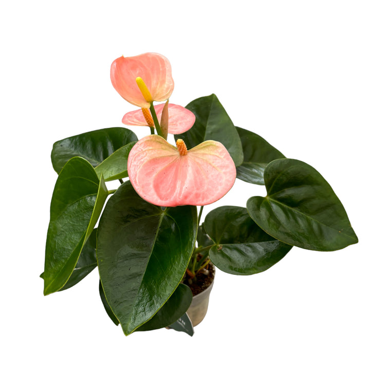 Anthurium Spirit