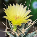 Leuchtenbergia Principis (cactus agava)