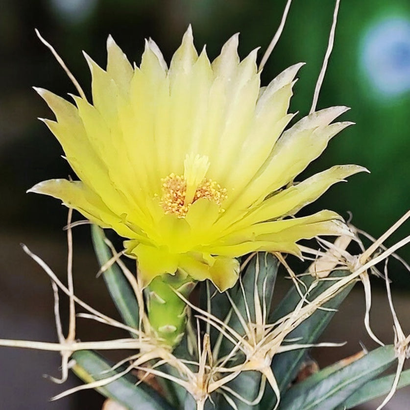 Leuchtenbergia Principis (cactus agava)