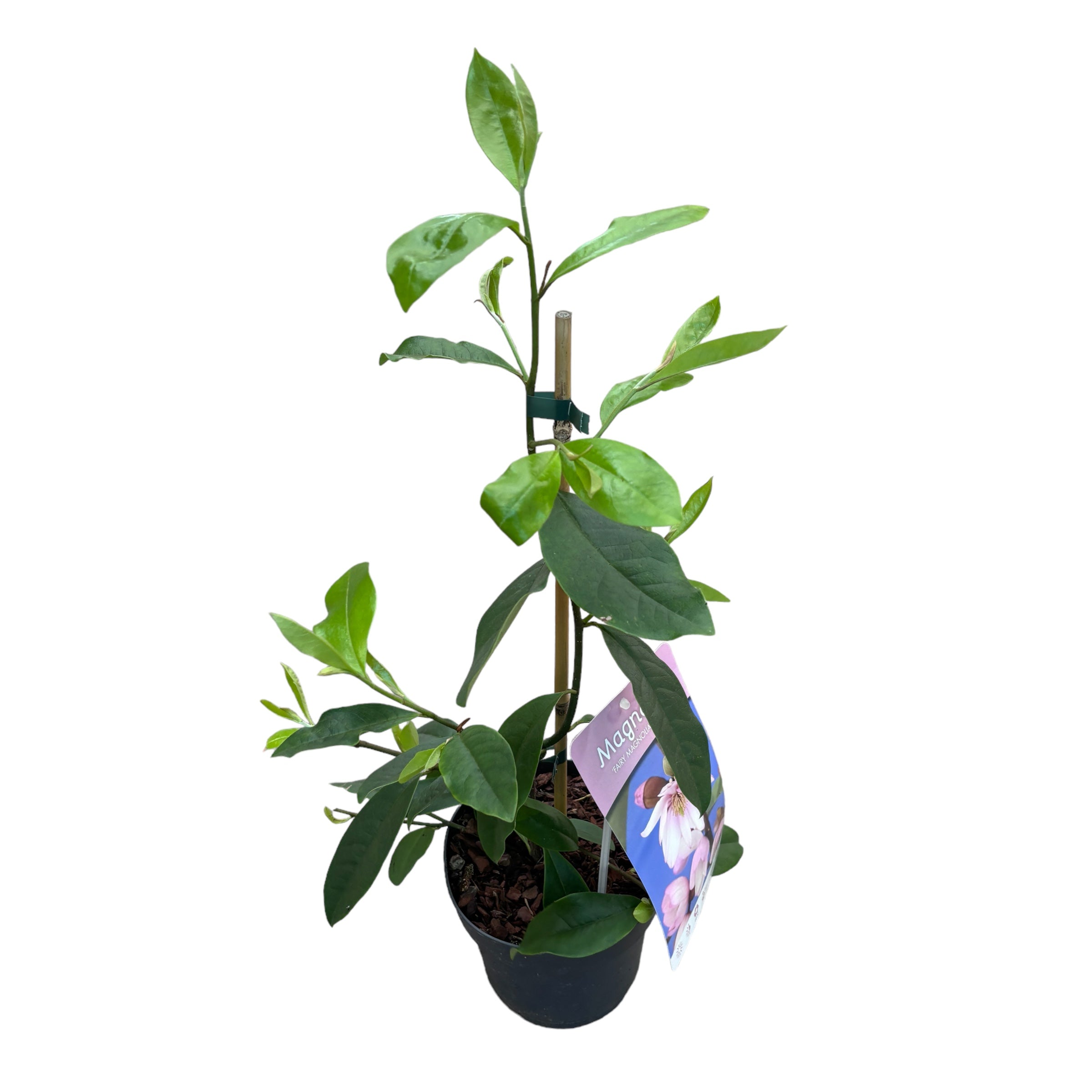 Magnolia Michelia 'Fairy Magnolia Blush' - flori parfumate (H40)