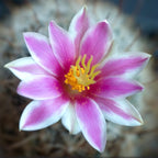 Mammillaria insularis – cactus rar cu flori roz si spini decorativi