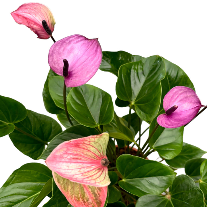 Anthurium 'Purple Love'