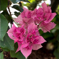 Bougainvillea ‘Mahara Beauty’ - De papierbloem met dubbele bloemen