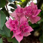 Bougainvillea ‘Mahara Beauty’ - De papierbloem met dubbele bloemen