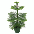Araucaria heterophylla (Norfolk Island pine) H80