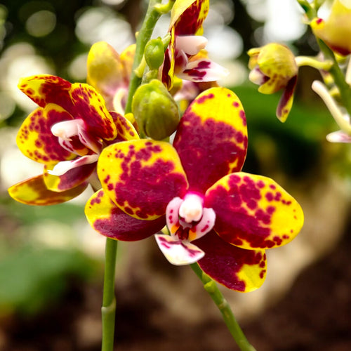 Phalaenopsis Chiada Monica '438'