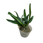 Cattleya lueddemanniana var. rubra - flori parfumate