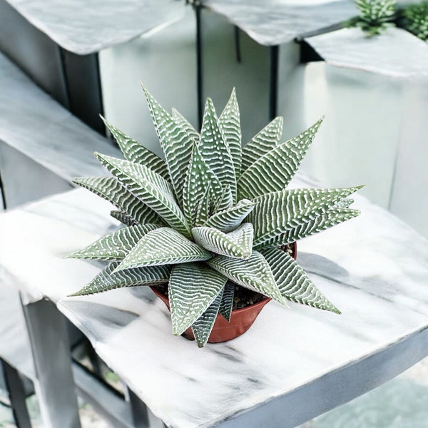 Haworthia limifolia Spinnenweiß