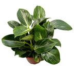 Philodendron Birkin D15