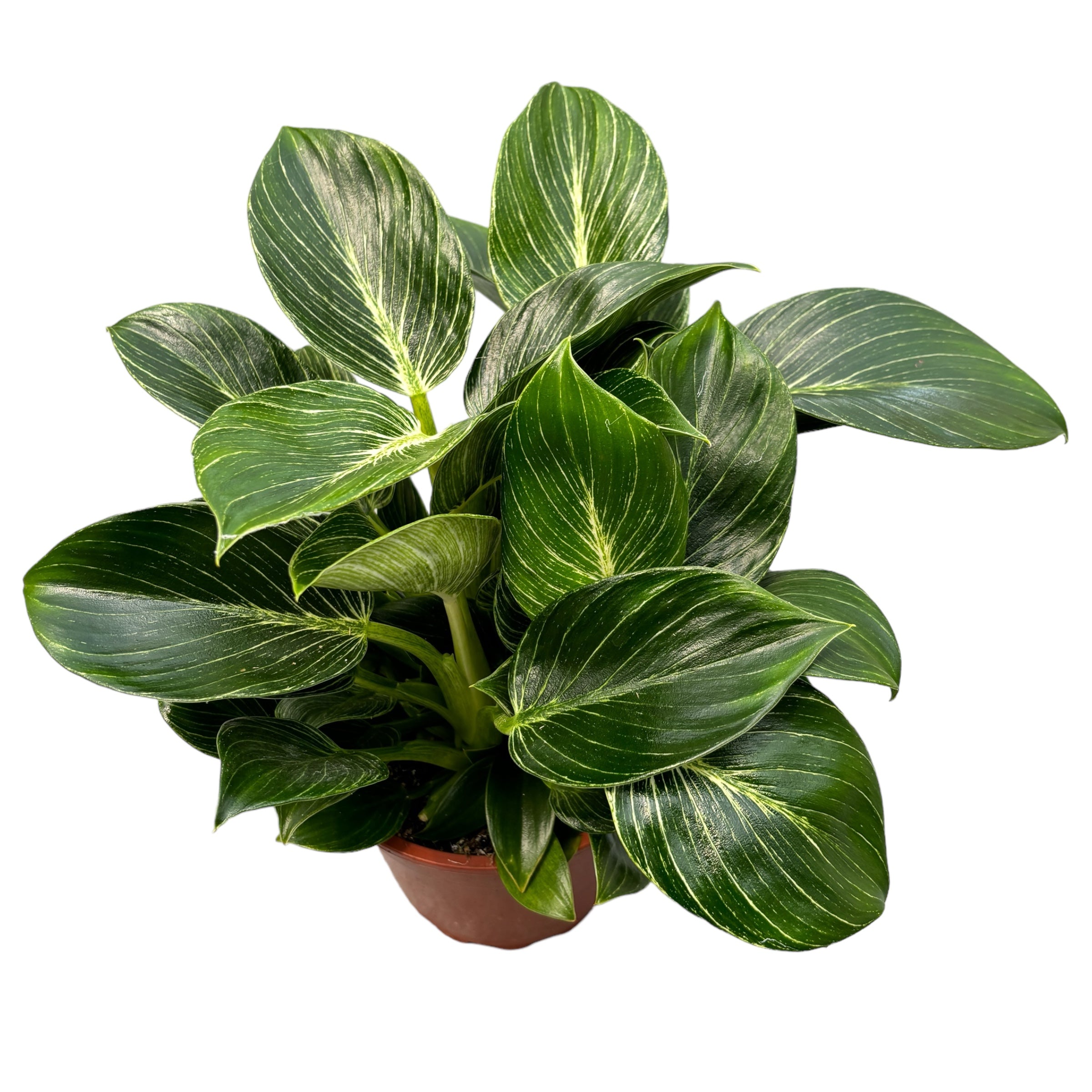 Philodendron Birkin D15