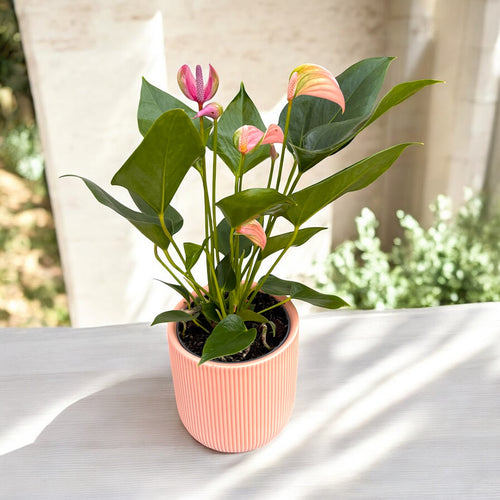 Anthurium Karma Joli DUO, cu ghiveci ceramic si sistem autoirigare, in –  Secret Garden Plant Shop