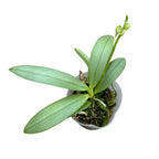 Phalaenopsis Su's Glad Kid 'Blue' (silver leaves)