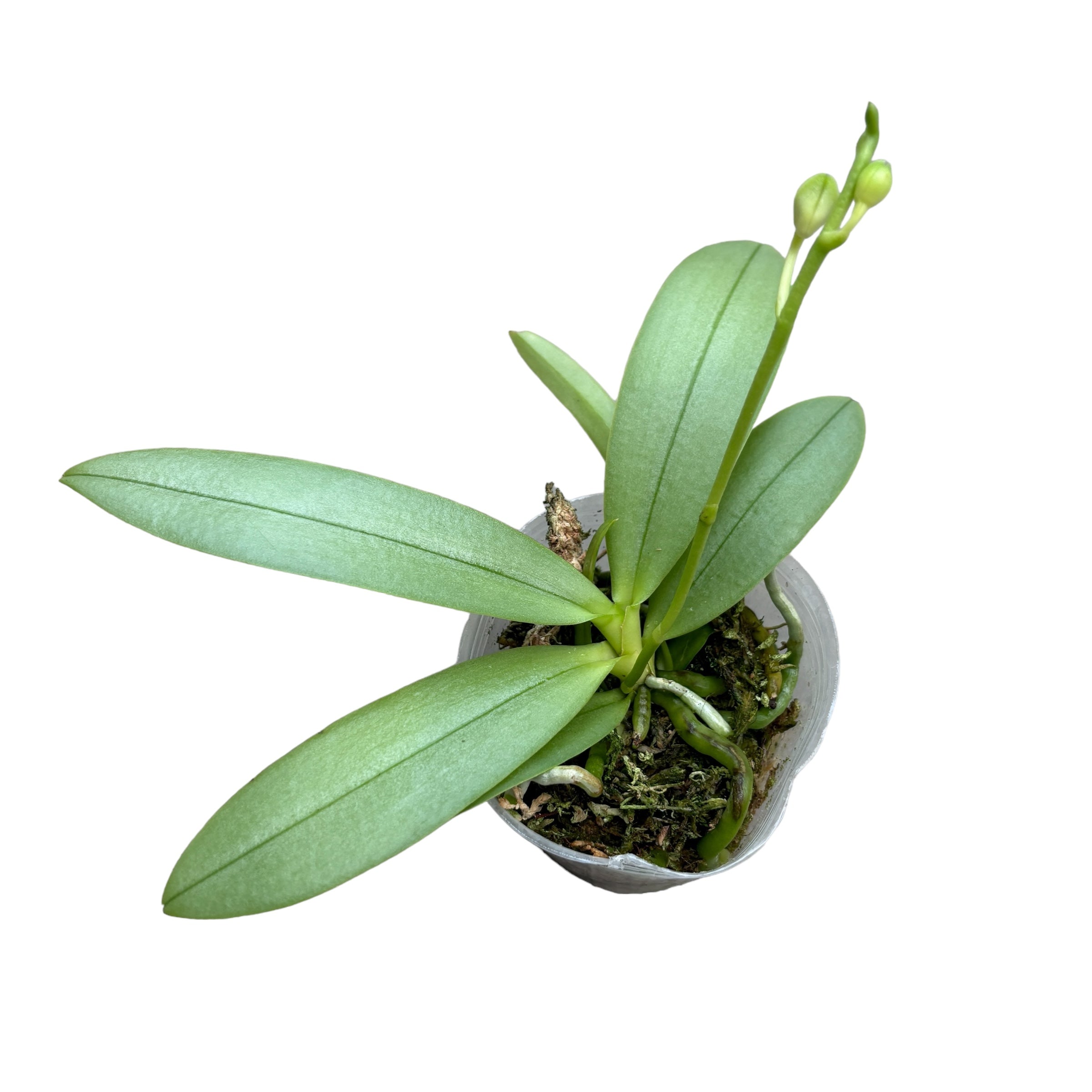 Phalaenopsis Su's Glad Kid 'Blue' (silver leaves)