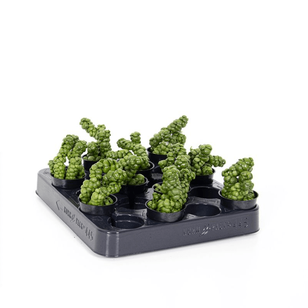 Dischidia Pangolin Kisses