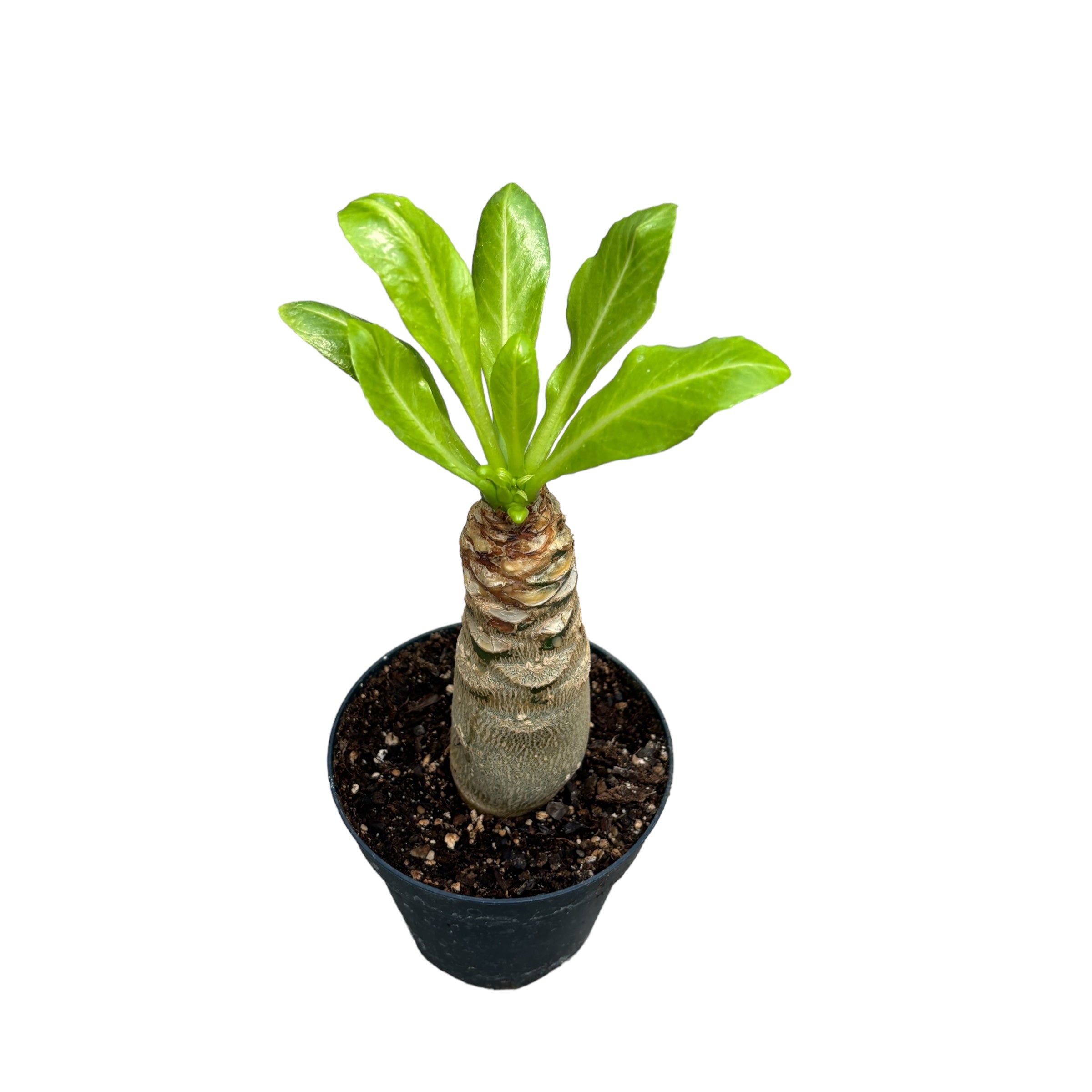 hawaiian palm plant for sale Brighamia insignis (Hawaiian Palm Tree) – planta exotica rar intalnita – Secret Garden Plant Shop