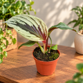 Cornukaempferia aurantiiflora „Jungle Silver“ – декоративен джинджифил със сребристи листа