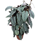 Cissus discolor ‘Violet Vine’ - exemplare XL 2pp