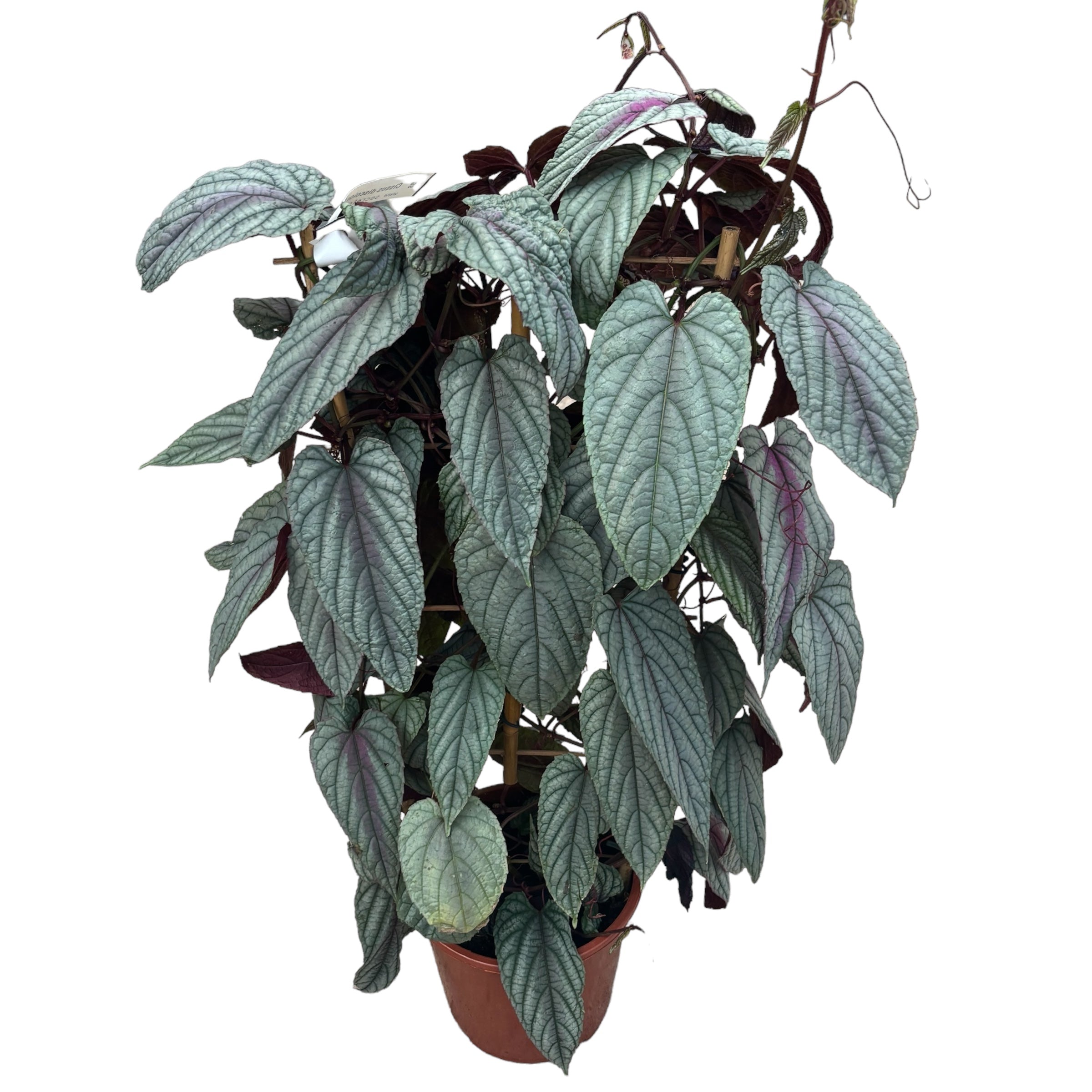 Cissus discolor ‘Violet Vine’ - exemplare XL 2pp