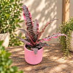 Cryptanthus 'Elaine' - Earth Star mit bordeaux-, silberfarbenen Blättern und rosa Rändern