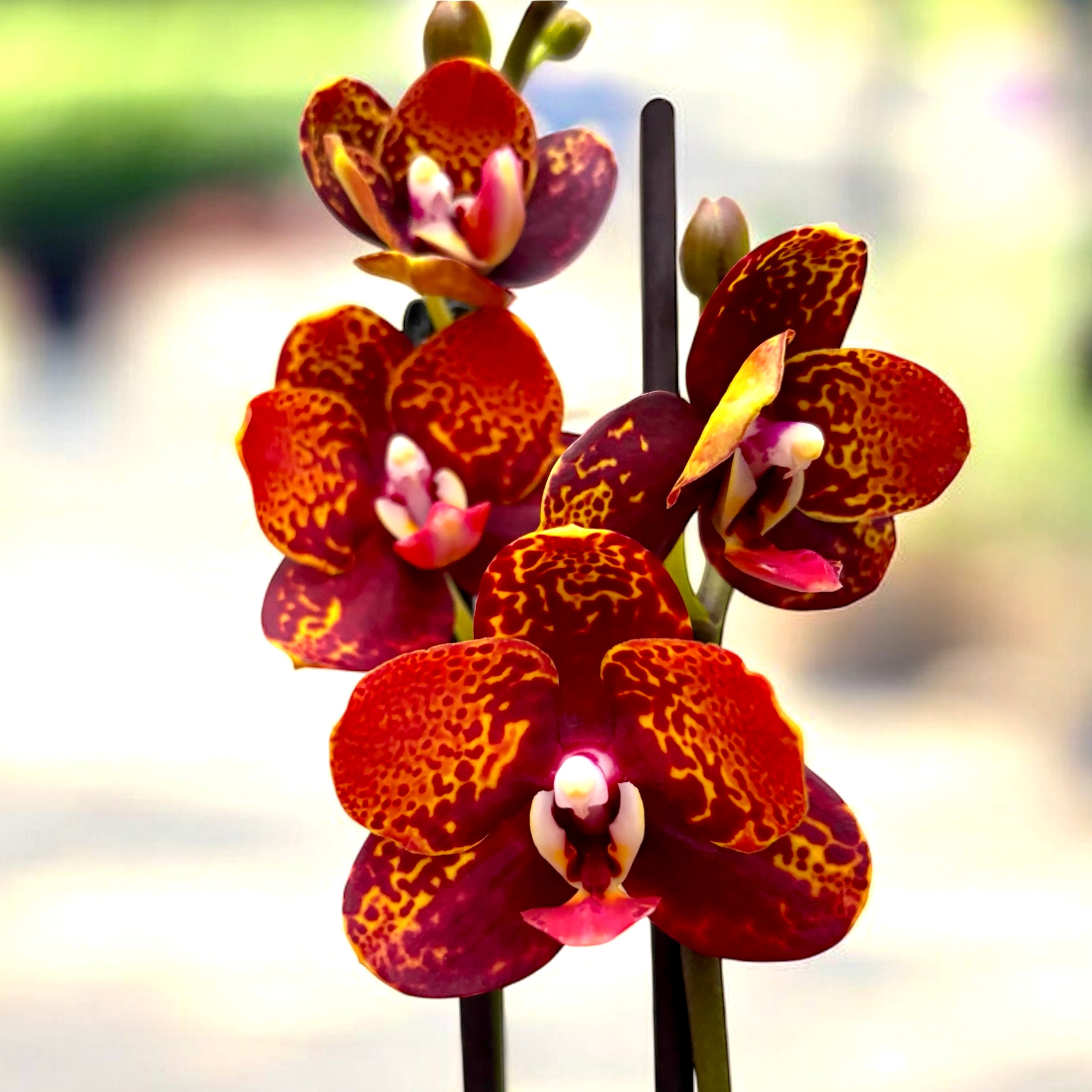 Phalaenopsis GC Reyoung Lava