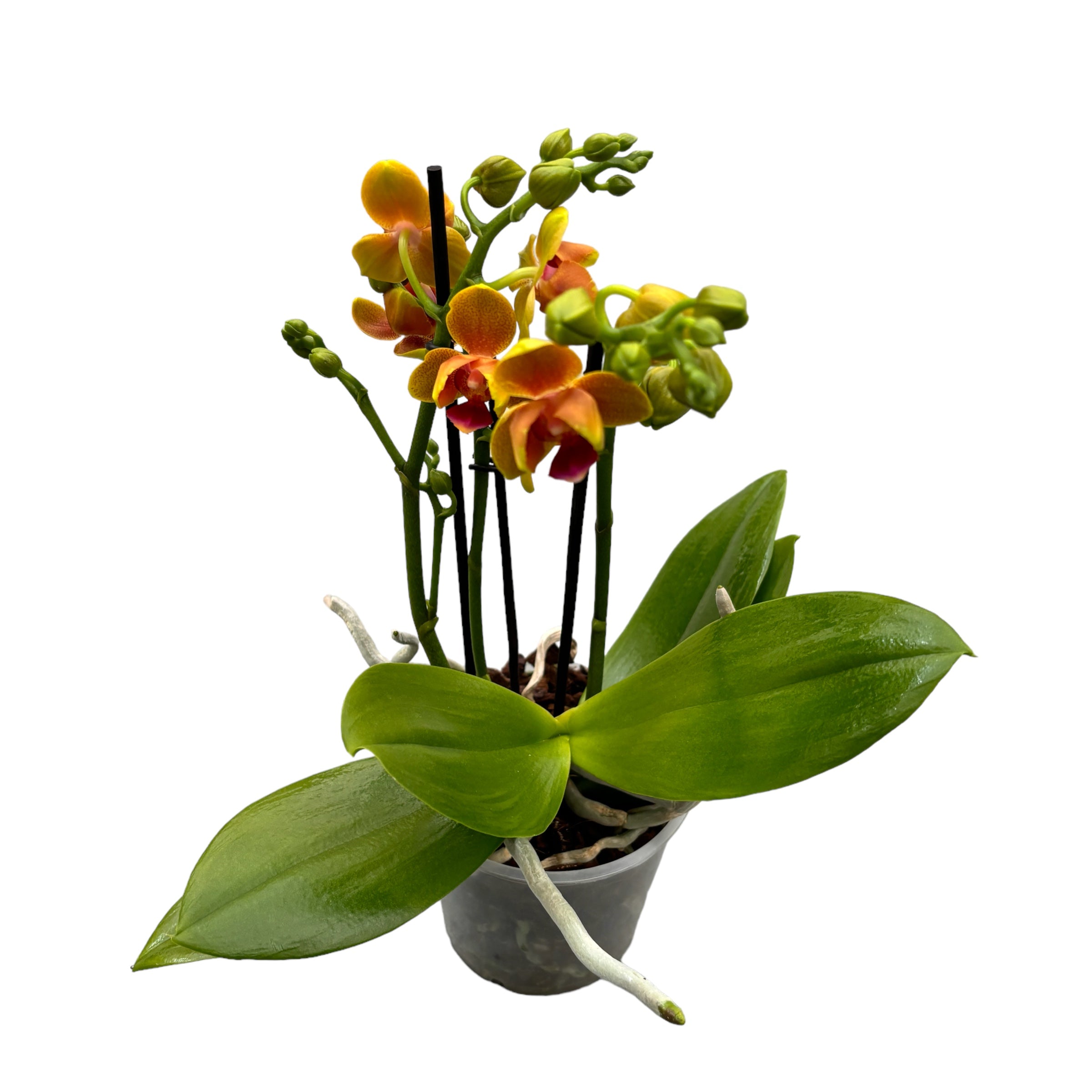 Phalaenopsis Lioulin Orange D12 - flori pelorice si parfumate