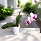 Phalaenopsis Little Gem Stripes (variegata & peloric)
